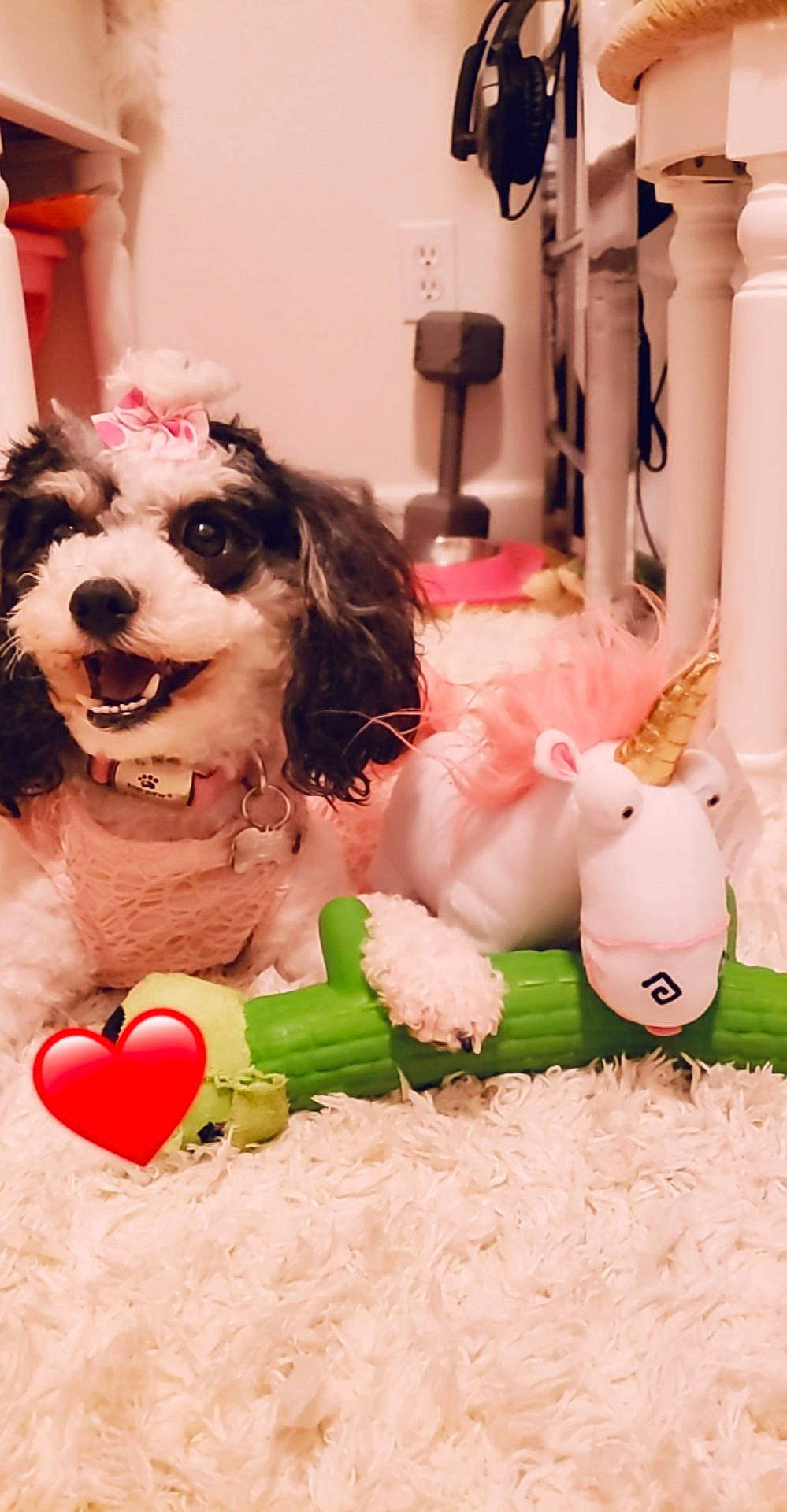 Lulabelle is registered to the contest to win money with this photo: canidae, carnivore, companion_dog, dog, dog_breed, dog_toy, pink, puppy, puppy_love, rare_breed_dog, shih_tzu, stuffed_toy, toy, toy_dog