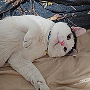 Stuart joined the competition — help win amazing prizes! cat, white_cat, black_markings, pet, animal, indoor, bed, blanket, fabric, cute, relaxed, paw, fur, whiskers, collar, pink_nose, lying_down, domestic_cat, sleepy, cozy