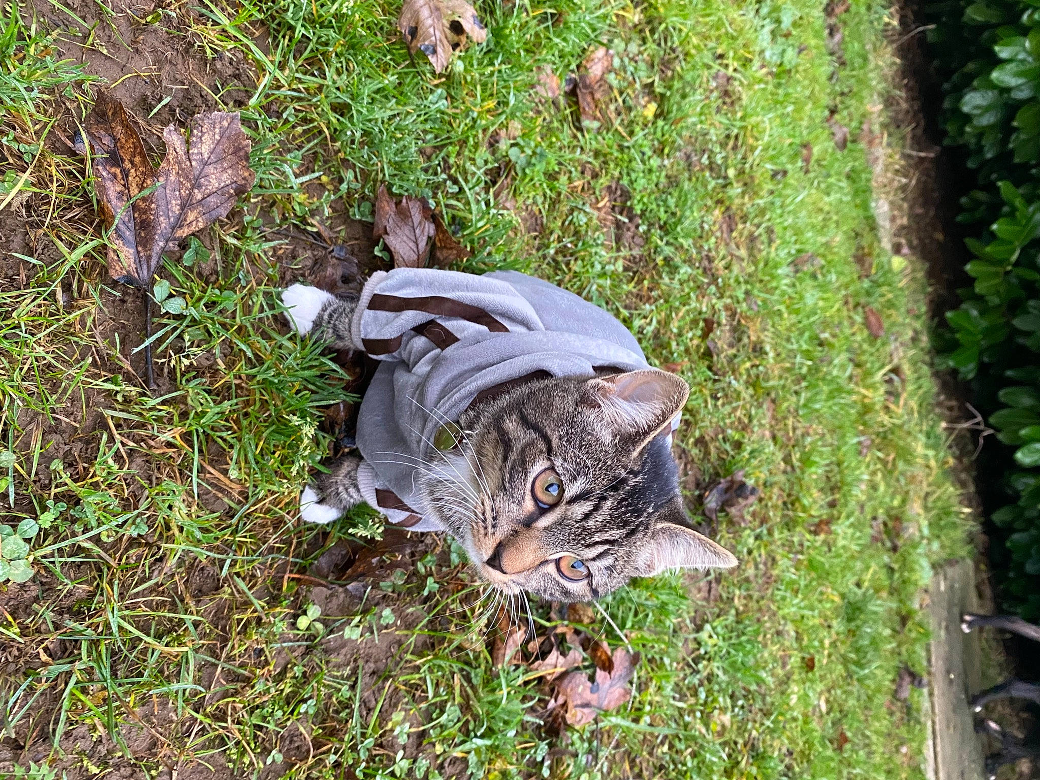 Minoucheka participe au concours pour gagner de l'argent avec cette photo : carnivore, cat, domestic_short_haired_cat, fawn, felidae, fur, grass, grass_family, groundcover, nature_reserve, plant, siberian_tiger, small_to_medium_sized_cats, soil, tail, terrestrial_animal, terrestrial_plant, trunk, whiskers, wood