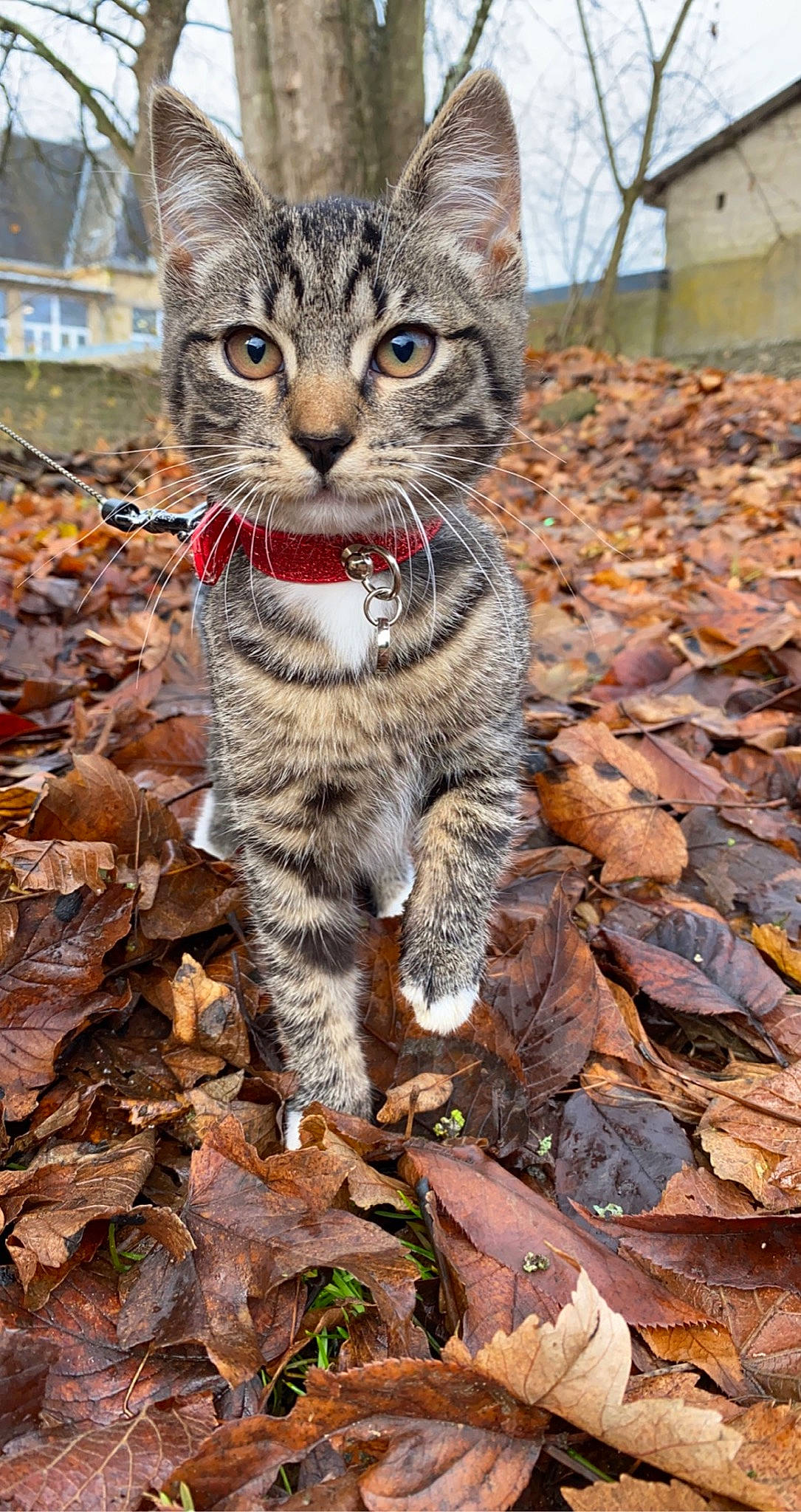 Minoucheka participe au concours pour gagner de l'argent avec cette photo : bobcat, carnivore, cat, claw, domestic_short_haired_cat, felidae, fur, grass, lynx, pattern, paw, rock, small_to_medium_sized_cats, snout, soil, tail, terrestrial_animal, tree, whiskers, wildlife