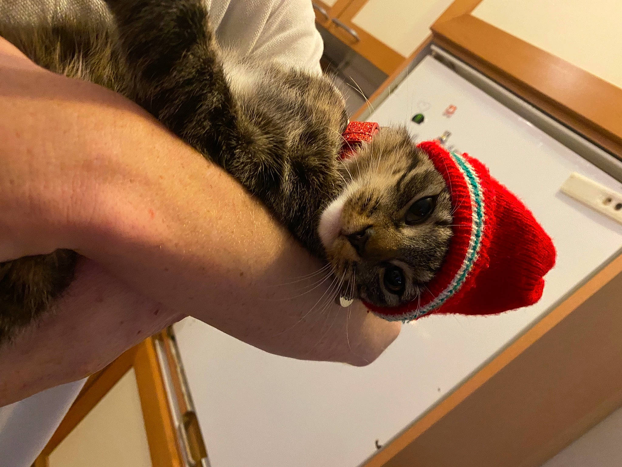 Minoucheka a rejoint le concours — aidez-le/la à gagner de superbes lots ! carnivore, cat, claw, domestic_short_haired_cat, elbow, felidae, flooring, foot, fur, gesture, human_leg, nail, room, small_to_medium_sized_cats, tail, thigh, whiskers, wood, wool, wrist