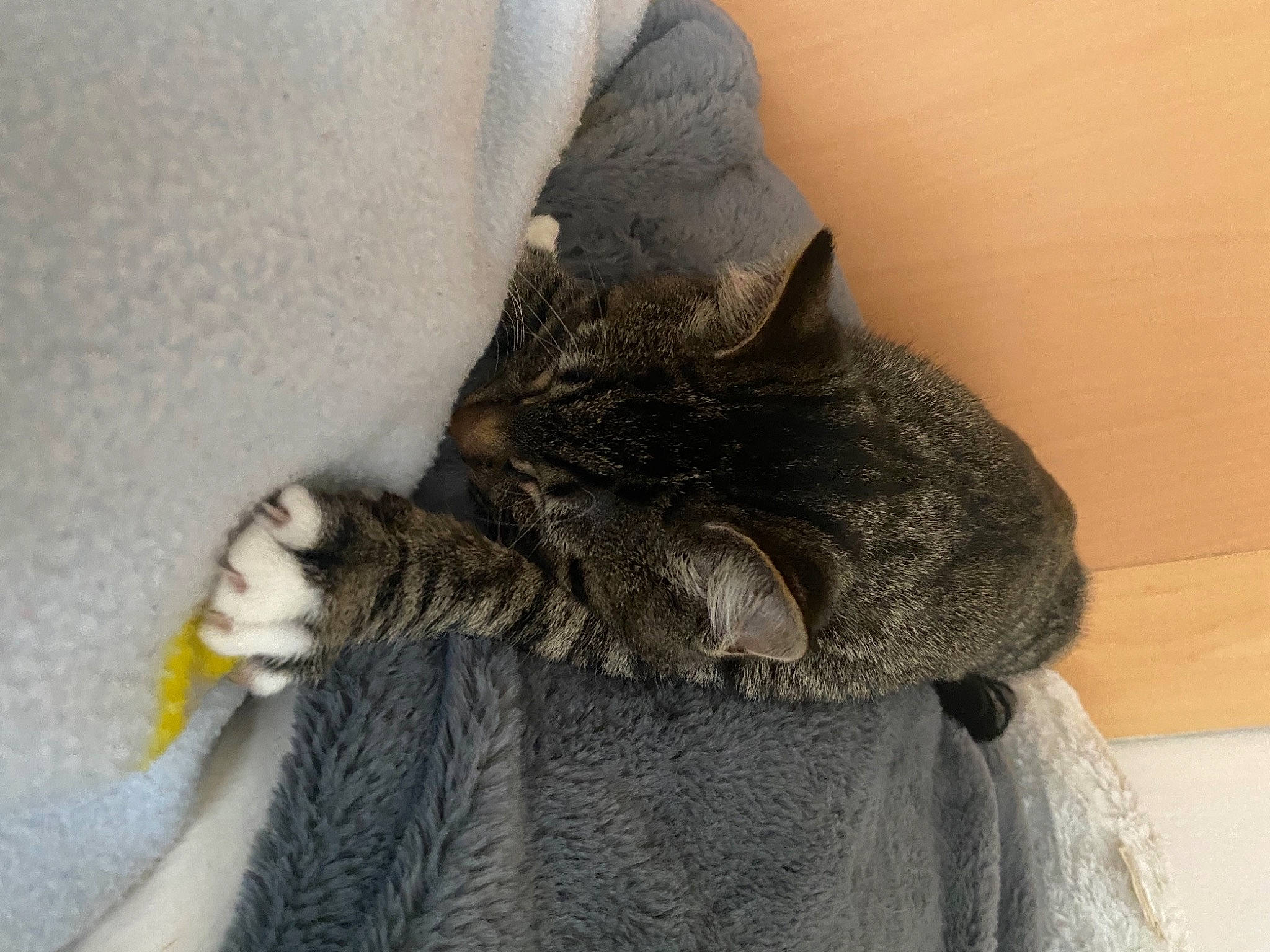 Minoucheka a rejoint le concours — aidez-le/la à gagner de superbes lots ! black_cat, carnivore, cat, claw, comfort, domestic_short_haired_cat, ear, eye, felidae, fur, grey, human_leg, nap, paw, sitting, sleep, small_to_medium_sized_cats, snout, tail, whiskers