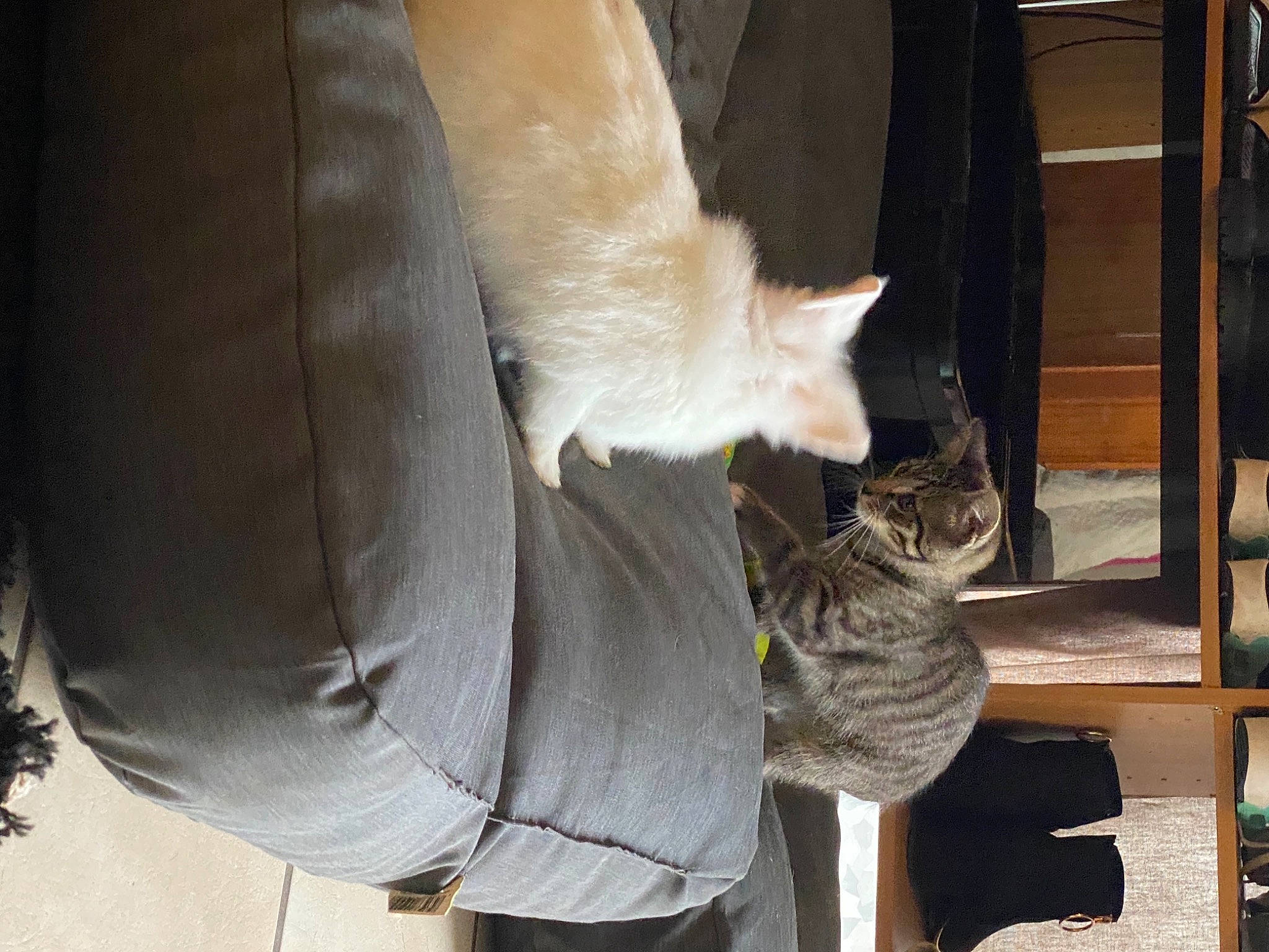 Minoucheka a rejoint le concours — aidez-le/la à gagner de superbes lots ! art, canidae, carnivore, cat, cat_supply, claw, domestic_short_haired_cat, fawn, felidae, fur, sculpture, small_to_medium_sized_cats, snout, tail, trunk, whiskers, window, wood