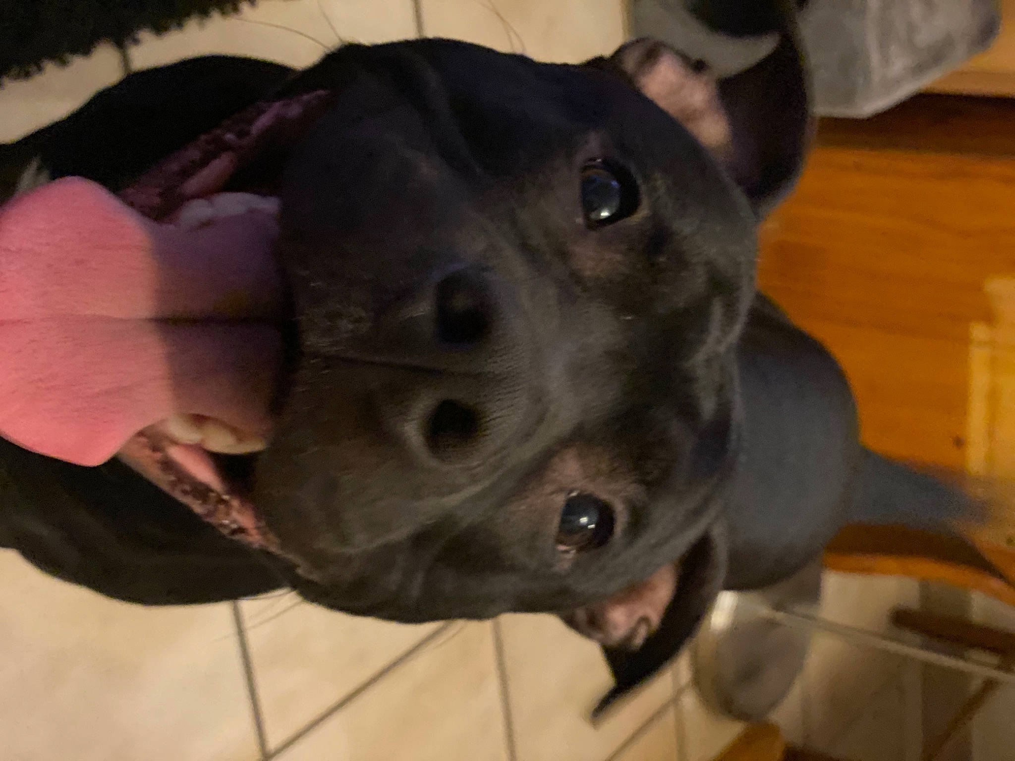 Maeko a rejoint le concours — aidez-le/la à gagner de superbes lots ! canidae, carnivore, collar, companion_dog, dog, dog_breed, dog_collar, ear, fawn, fur, guard_dog, hardwood, non_sporting_group, personal_protective_equipment, snout, sporting_group, whiskers, wood, working_animal