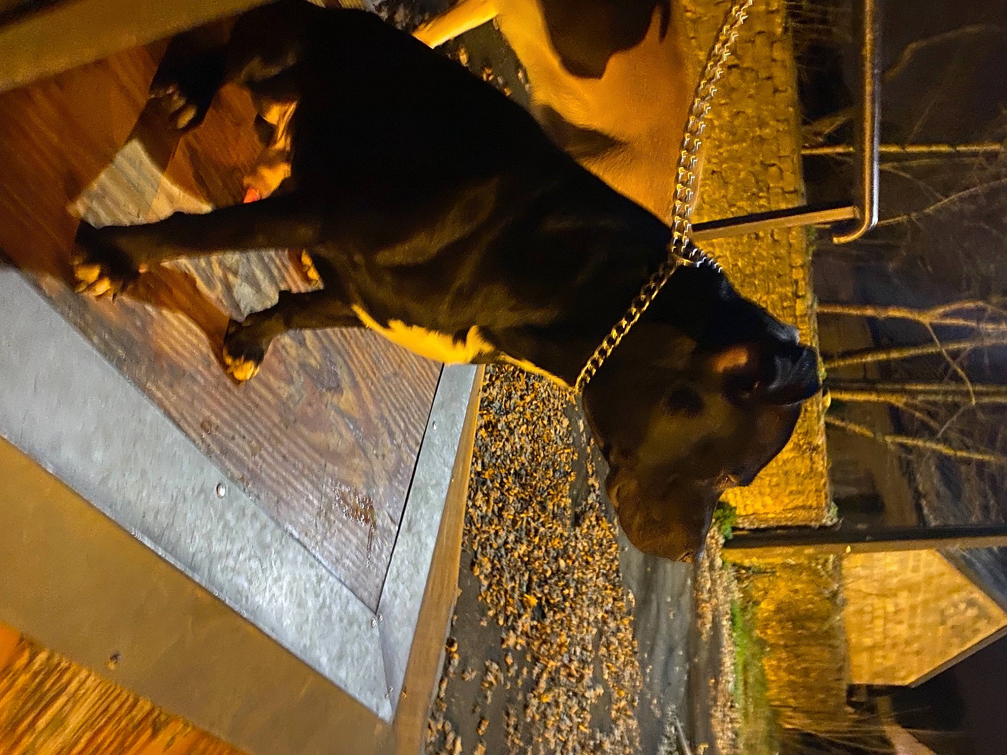 Maeko a rejoint le concours — aidez-le/la à gagner de superbes lots ! canidae, carnivore, collar, dog, dog_breed, dog_collar, fawn, flooring, fur, guard_dog, metal, pattern, pet_supply, sporting_group, tints_and_shades, wood, working_animal