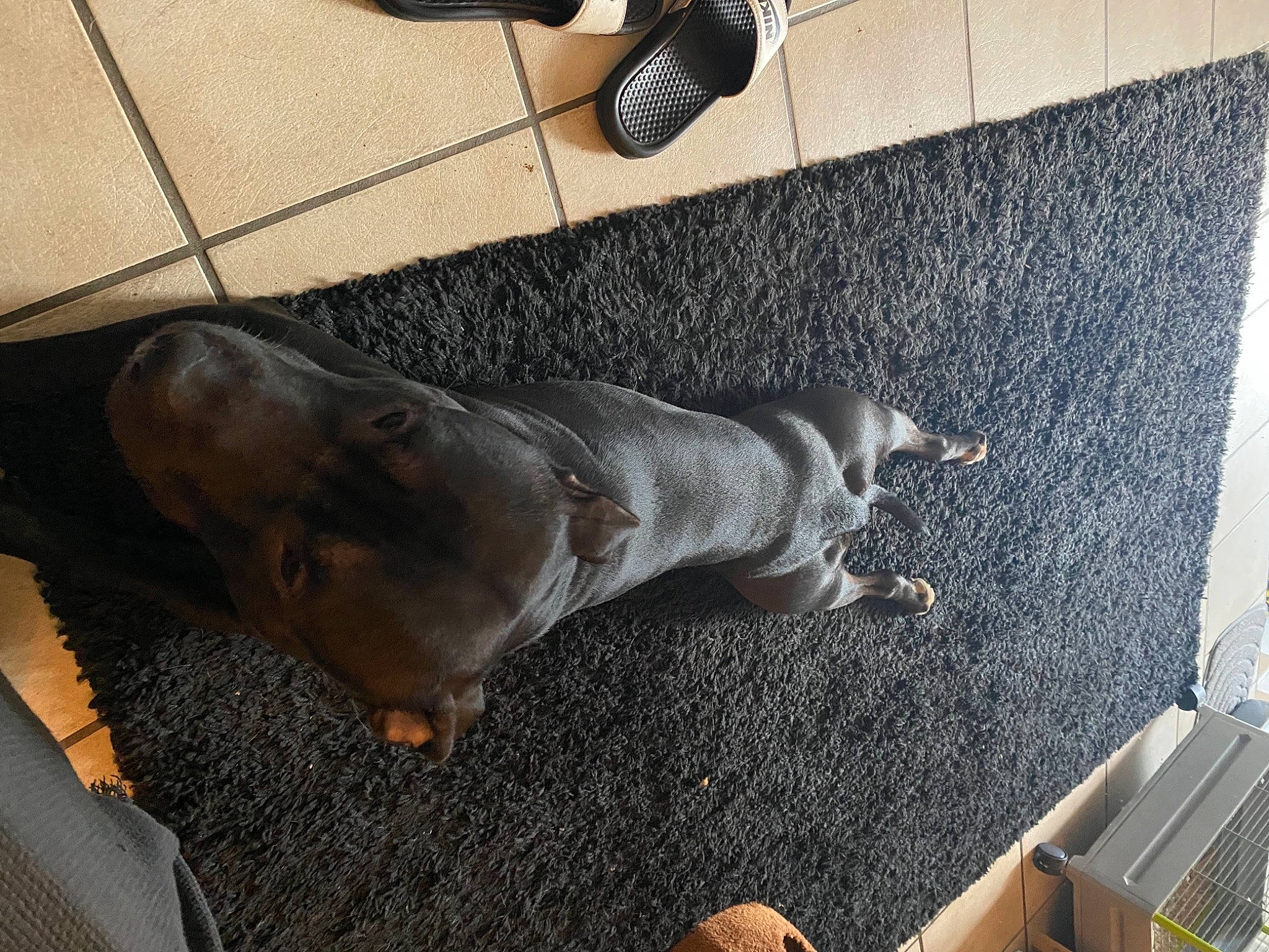 Maeko participe au concours pour gagner de l'argent avec cette photo : asphalt, carnivore, comfort, companion_dog, dog, dog_breed, fawn, felidae, floor, flooring, grey, hardwood, human_leg, liver, microphone, road_surface, snout, tail, wood, working_animal