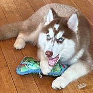 Skye is registered to the contest to win money with this photo: animal, blue_eyes, bone, canine, chewing, cute, dog, domestic, fur, happy, indoor, lying_down, mammal, pet, playful, puppy, siberian_husky, toy, wooden_floor, young