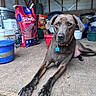 animal, bag, brown_coat, clutter, collar, container, curious, dog, ears, floor, indoor, loyal, paws, pet, pet_food, resting, shed, storage, tag, wooden_floor