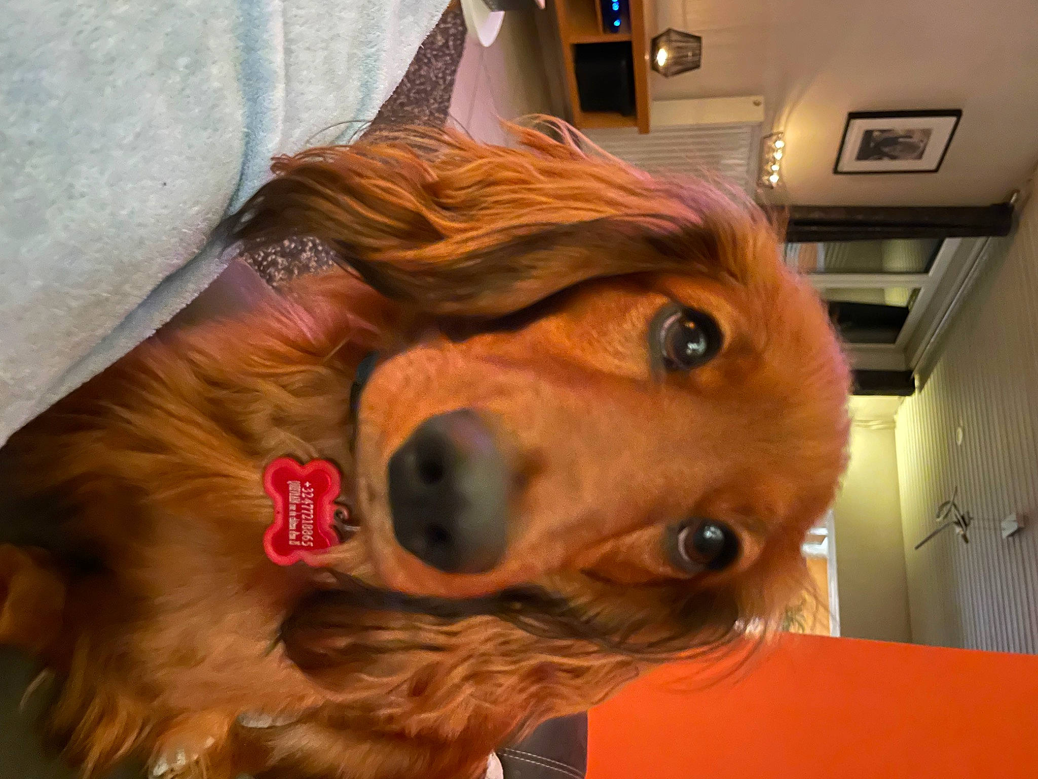 Pystou a rejoint le concours — aidez-le/la à gagner de superbes lots ! canidae, carnivore, companion_dog, dog, dog_breed, ear, fawn, feathered_hair, fur, jaw, liver, metal, pet_supply, snout, spaniel, sporting_group, whiskers, wood, working_animal