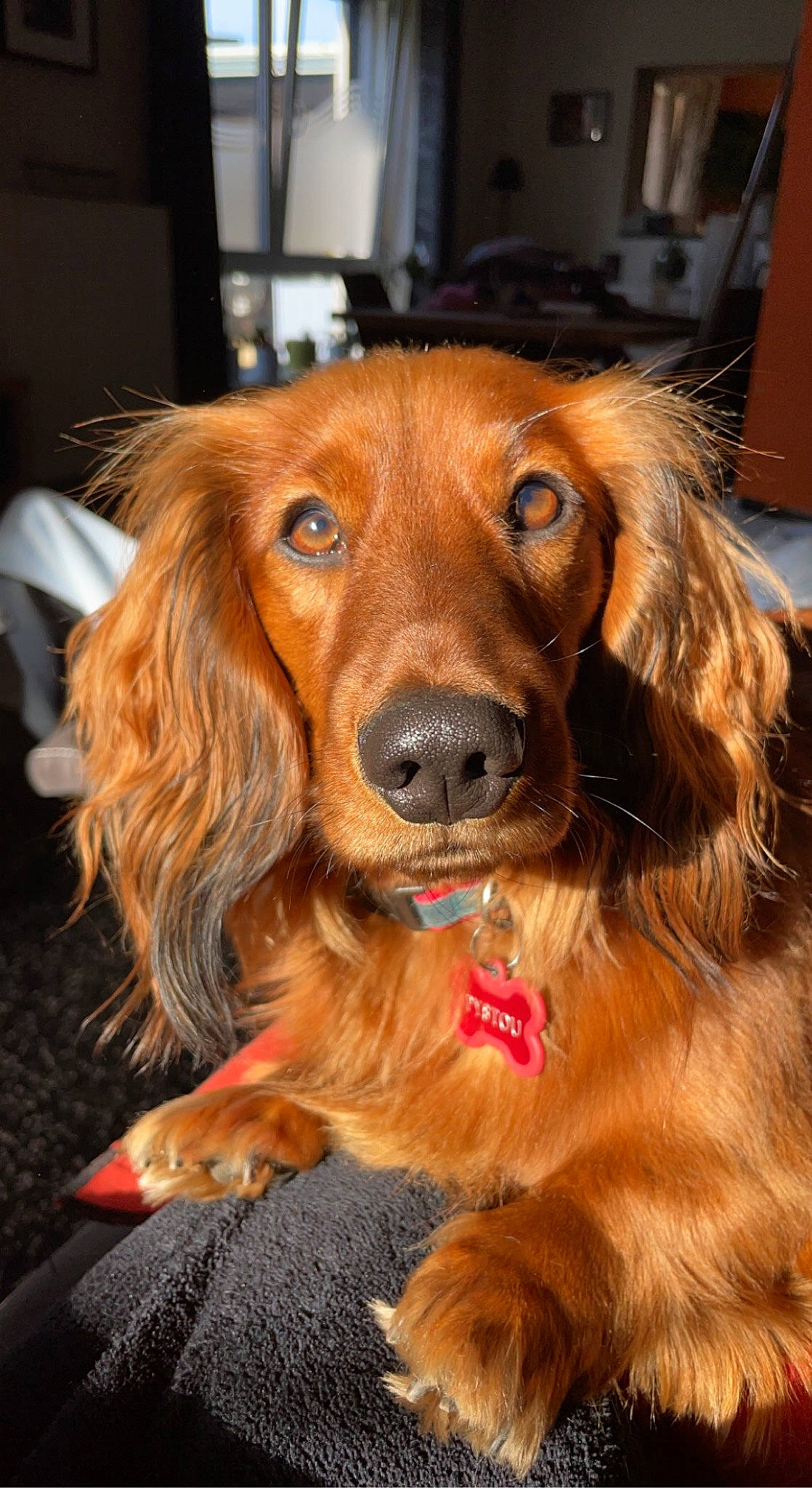 Pystou participe au concours pour gagner de l'argent avec cette photo : canidae, carnivore, companion_dog, dog, dog_breed, dog_supply, fawn, fur, gun_dog, liver, snout, sporting_group, whiskers, working_animal