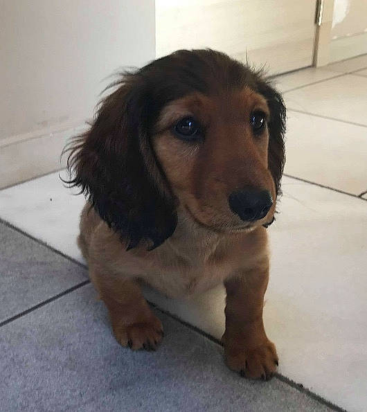 Pystou participe au concours pour gagner de l'argent avec cette photo : canidae, carnivore, cocker_spaniel, companion_dog, dog, dog_breed, fang, fawn, flooring, fur, liver, paw, puppy, spaniel, sporting_group, terrestrial_animal, toy_dog, whiskers, working_animal, working_dog