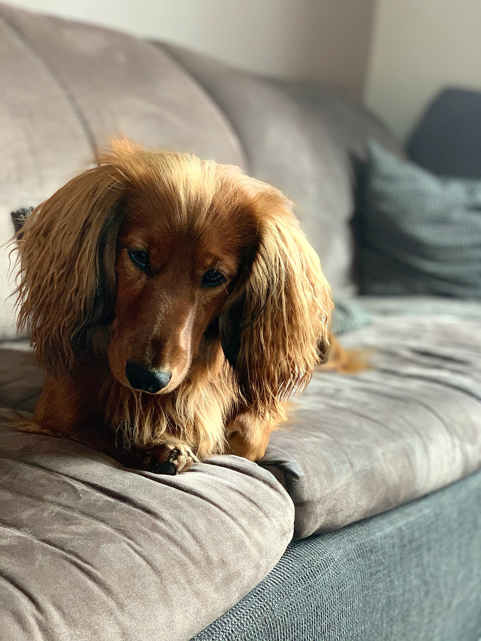 Pystou a rejoint le concours — aidez-le/la à gagner de superbes lots ! canidae, carnivore, comfort, companion_dog, dog, dog_breed, dog_supply, fawn, flooring, fur, gun_dog, linens, liver, retriever, spaniel, sporting_group, terrestrial_animal, whiskers, wood, working_animal