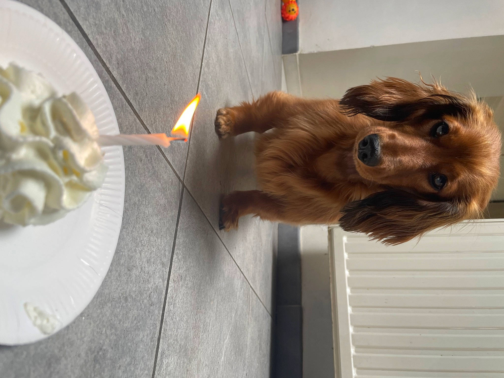 Pystou a rejoint le concours — aidez-le/la à gagner de superbes lots ! carnivore, companion_dog, cuisine, dish, dishware, dog, dog_breed, fawn, food, fur, ingredient, kitchen_utensil, liver, plate, platter, serveware, spaniel, tableware, wood, working_animal