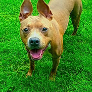 Maizy is registered to the contest to win money with this photo: dog, brown_dog, grass, outdoor, pet, canine, happy, tongue_out, ears, animal, nature, green, playful, friendly, mammal, smiling, walking, summer, daylight, closeup