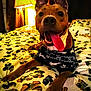 Maizy joined the competition — help win amazing prizes! dog, tongue_out, bed, blanket, leopard_print, lamp, warm_lighting, indoor, pet, happy, canine, fur, ears, paws, shirt, resting, cozy, smiling, animal, home