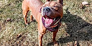 Maizy is registered to the contest to win money with this photo: dog, canine, pet, smiling, happy, bandana, grass, outdoor, sunlight, ears_up, brown_fur, tongue_out, teeth, animal, playing, nature, mammal, cute, joyful, friendly