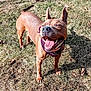 dog, canine, pet, smiling, happy, bandana, grass, outdoor, sunlight, ears_up, brown_fur, tongue_out, teeth, animal, playing, nature, mammal, cute, joyful, friendly