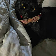 Loki joined the competition — help win amazing prizes! animal, bed, bedroom, blackcat, blanket, cat, couch, cushion, face, furniture, head, homedecor, indoors, kitten, linen, person, pet, quilt, room, sleeping
