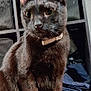Loki joined the competition — help win amazing prizes! abyssinian, animal, blackcat, cat, furniture, pet