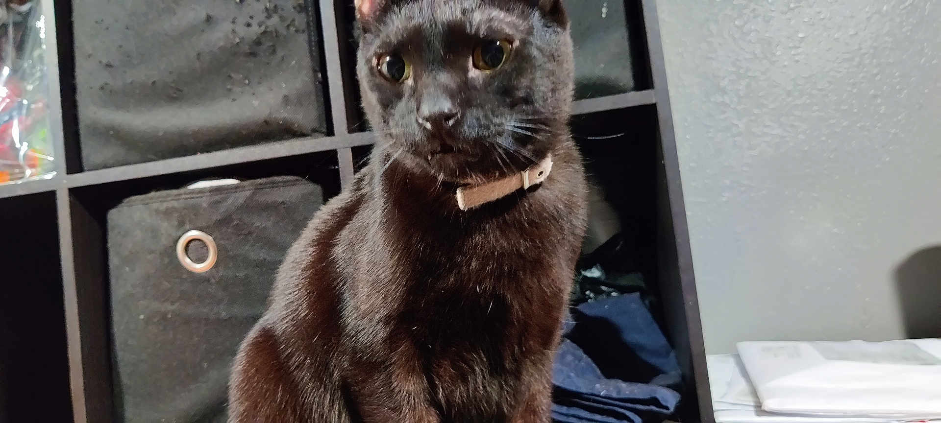 Loki joined the competition — help win amazing prizes! abyssinian, animal, blackcat, cat, furniture, pet