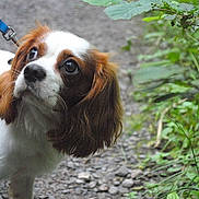 Charlie joined the competition — help win amazing prizes!