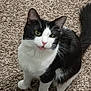 Otto joined the competition — help win amazing prizes! cat, black_and_white, pet, animal, feline, carpet, indoor, looking_up, curious, whiskers, ears, tail, cute, domestic_animal, fur, sitting, close_up, young_cat, alert, green_eyes