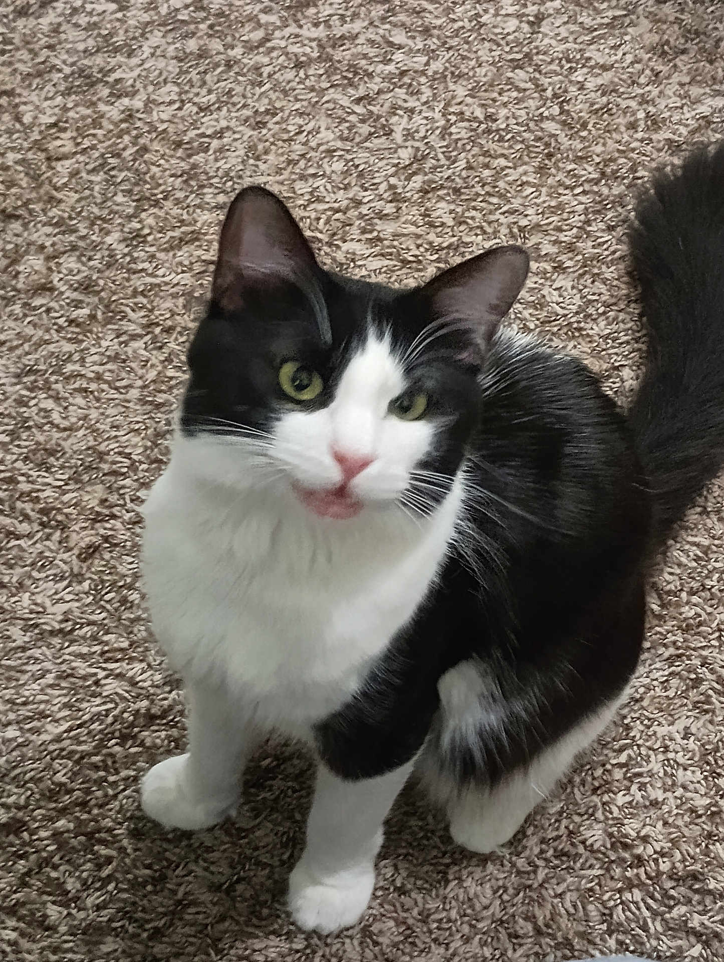 Otto joined the competition — help win amazing prizes! cat, black_and_white, pet, animal, feline, carpet, indoor, looking_up, curious, whiskers, ears, tail, cute, domestic_animal, fur, sitting, close_up, young_cat, alert, green_eyes