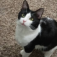 Otto joined the competition — help win amazing prizes! cat, tuxedo_cat, pet, indoor, carpet, feline, curious, looking_up, whiskers, black_and_white, animal, cute, domestic_cat, fur, playful, eyes, paws, standing, mammal, companion