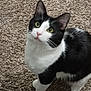 cat, tuxedo_cat, pet, indoor, carpet, feline, curious, looking_up, whiskers, black_and_white, animal, cute, domestic_cat, fur, playful, eyes, paws, standing, mammal, companion