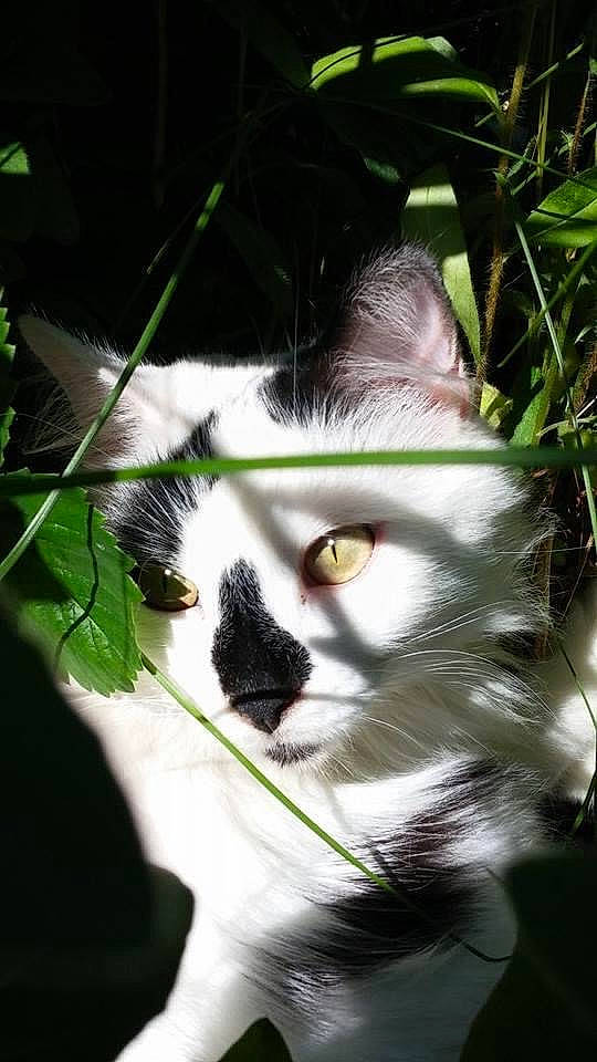 Baby is registered to the contest to win money with this photo: art, branch, carnivore, cat, close_up, domestic_short_haired_cat, eye, fawn, felidae, fur, grass, organism, paw, plant, small_to_medium_sized_cats, snout, tail, tree, twig, whiskers