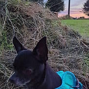 Rasta participe au concours pour gagner de l'argent avec cette photo : dog, black_dog, harness, outdoor, grass, hay, dusk, twilight, field, trees, power_pole, sky, nature, animal, pet, rural, sunset, quiet, evening, small_dog