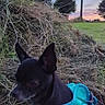 animal, black_dog, dog, dusk, evening, field, grass, harness, hay, nature, outdoor, pet, power_pole, quiet, rural, sky, small_dog, sunset, trees, twilight
