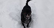 Rasta a rejoint le concours — aidez-le/la à gagner de superbes lots ! dog, small_dog, black_dog, snow, winter, outdoor, pet, animal, fur, cute, standing, alert, nature, cold, canine, winter_clothing, playful, adorable, winter_day, snowy
