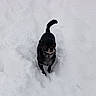 adorable, alert, animal, black_dog, canine, cold, cute, dog, fur, nature, outdoor, pet, playful, small_dog, snow, snowy, standing, winter, winter_clothing, winter_day