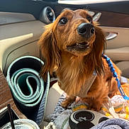 Maple joined the competition — help win amazing prizes! dog, dachshund, car_interior, seat, blanket, leash, yoga_mat, cup, straw, sunlight, window, door_handle, pet, fur, closeup, animal, cozy, travel, indoor, comfort
