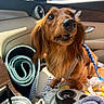 dog, dachshund, car_interior, seat, blanket, leash, yoga_mat, cup, straw, sunlight, window, door_handle, pet, fur, closeup, animal, cozy, travel, indoor, comfort