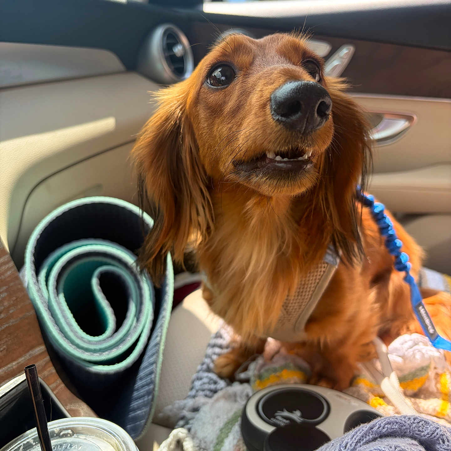 Maple joined the competition — help win amazing prizes! dog, dachshund, car_interior, seat, blanket, leash, yoga_mat, cup, straw, sunlight, window, door_handle, pet, fur, closeup, animal, cozy, travel, indoor, comfort