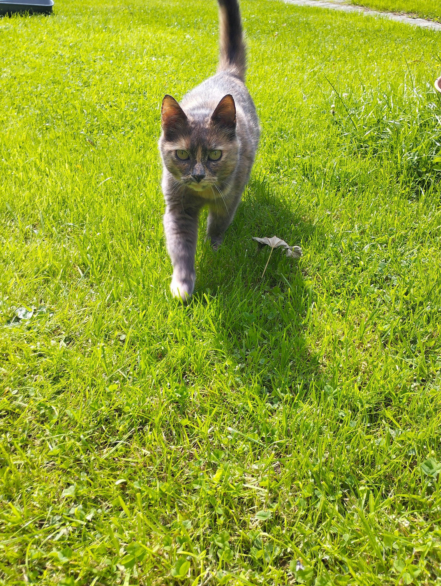 Loukisia a rejoint le concours — aidez-le/la à gagner de superbes lots ! carnivore, cat, domestic_short_haired_cat, felidae, fur, garden, grass, grassland, groundcover, lawn, meadow, pasture, plant, small_to_medium_sized_cats, snout, tail, terrestrial_animal, tree, whiskers, wildlife