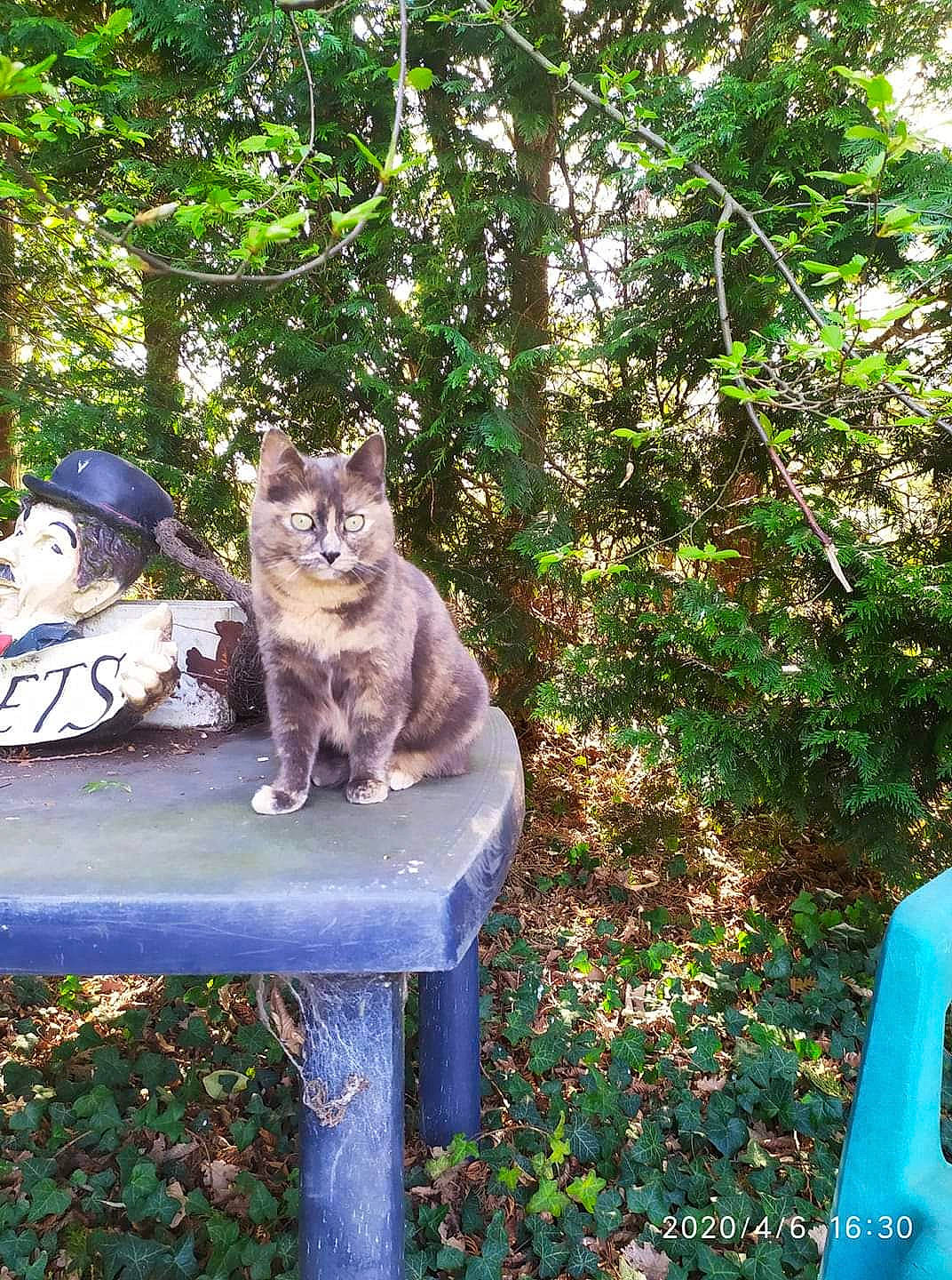 Loukisia a rejoint le concours — aidez-le/la à gagner de superbes lots ! carnivore, cat, domestic_short_haired_cat, fawn, felidae, forest, fur, garden, grass, groundcover, jungle, leisure, plant, recreation, small_to_medium_sized_cats, tail, terrestrial_animal, tree, trunk, whiskers