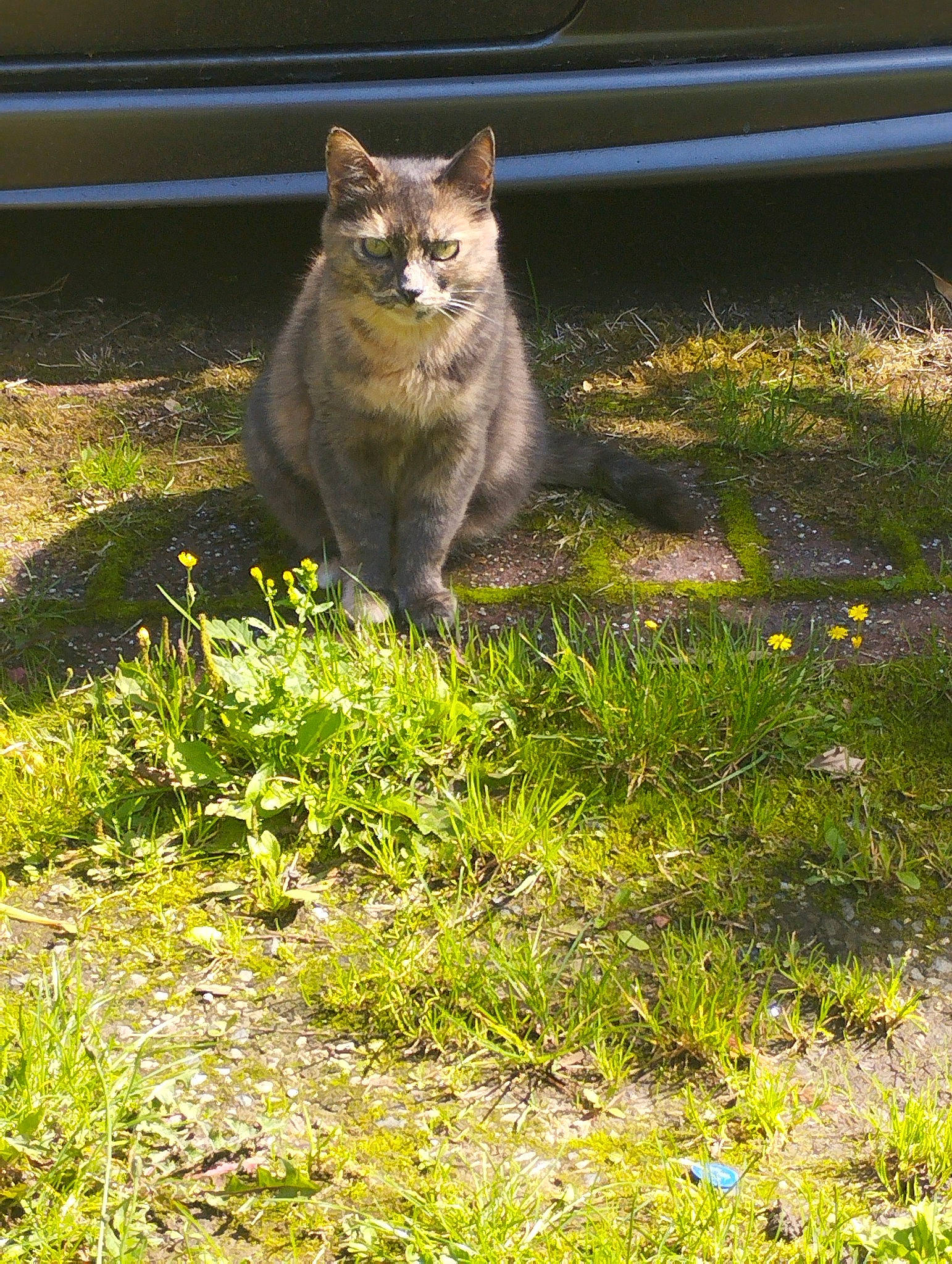 Loukisia a rejoint le concours — aidez-le/la à gagner de superbes lots ! asphalt, bobcat, carnivore, cat, domestic_short_haired_cat, felidae, fur, grass, groundcover, lynx, plant, road_surface, sitting, small_to_medium_sized_cats, snout, tail, terrestrial_animal, tree, whiskers, wildlife