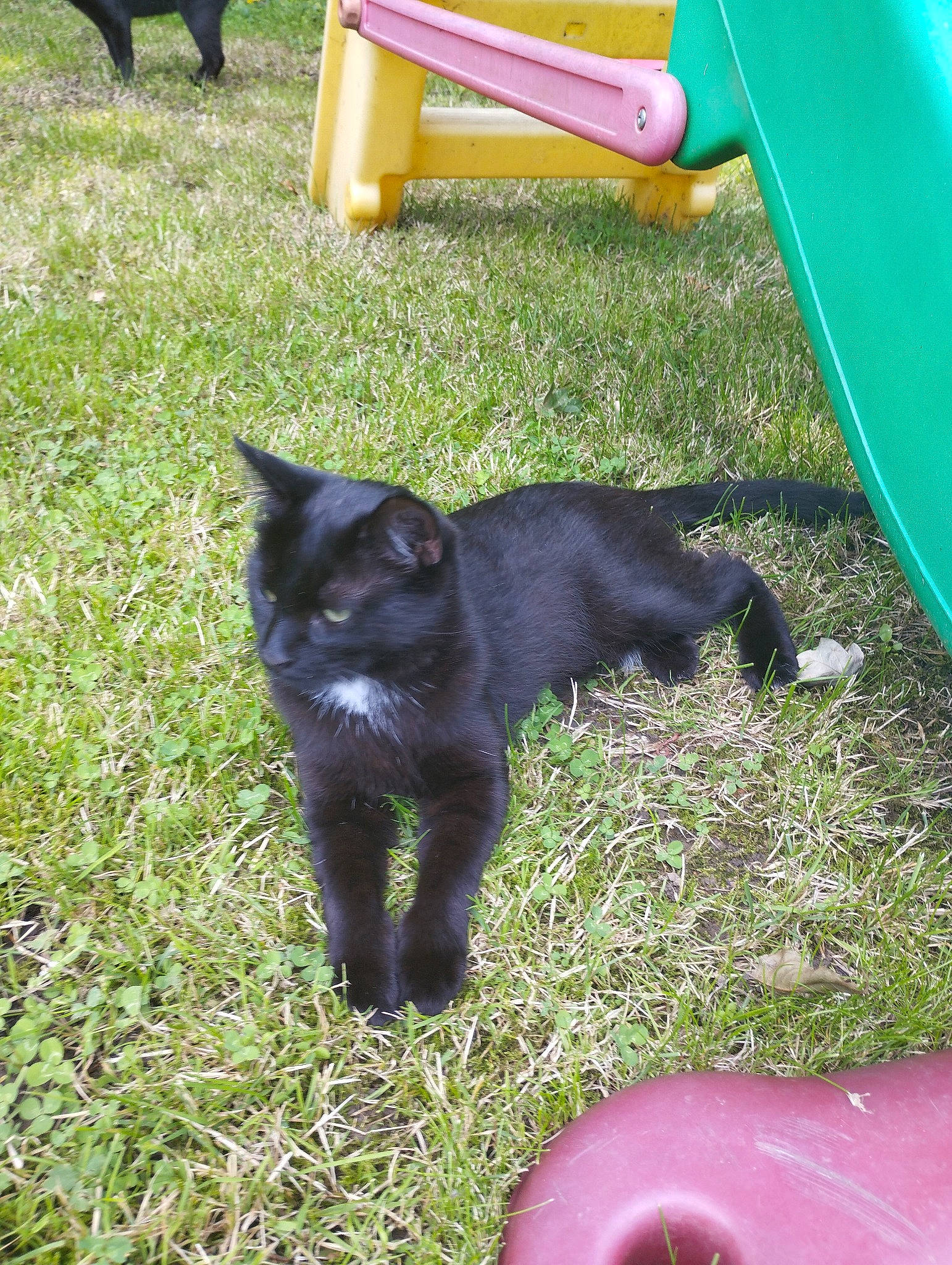 Carlos participe au concours pour gagner de l'argent avec cette photo : black_cat, blue, bombay, carnivore, cat, chair, chute, domestic_short_haired_cat, felidae, fur, grass, green, plant, small_to_medium_sized_cats, tail, terrestrial_animal, whiskers, yellow