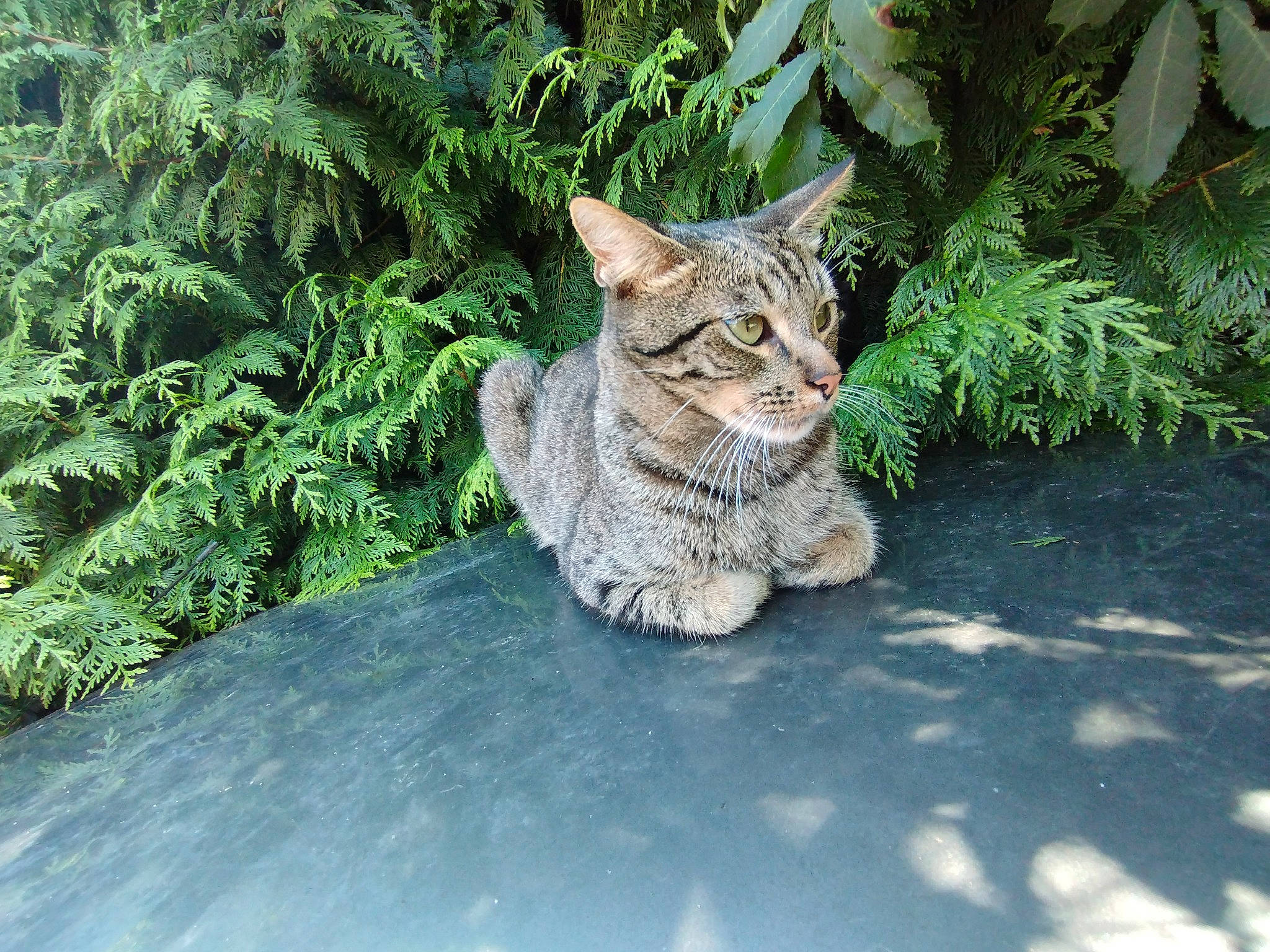 Timmy a rejoint le concours — aidez-le/la à gagner de superbes lots ! carnivore, cat, fawn, felidae, fur, grass, grass_family, groundcover, plant, road_surface, shrub, small_to_medium_sized_cats, snout, tail, terrestrial_animal, terrestrial_plant, tree, trunk, whiskers, wood