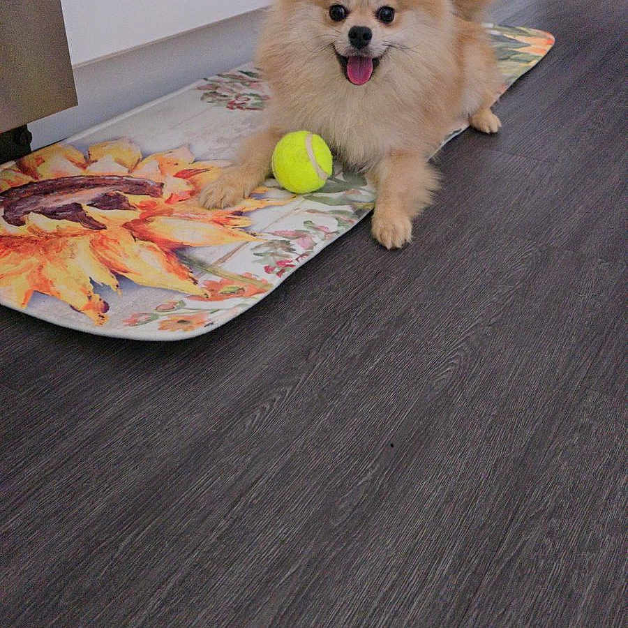 Logan joined the competition — help win amazing prizes! animal, ball, canine, cockerspaniel, dog, eskimodog, furniture, hardwood, homedecor, indoors, interiordesign, pet, plywood, puppy, rug, sport, table, tennis, tennisball, wood