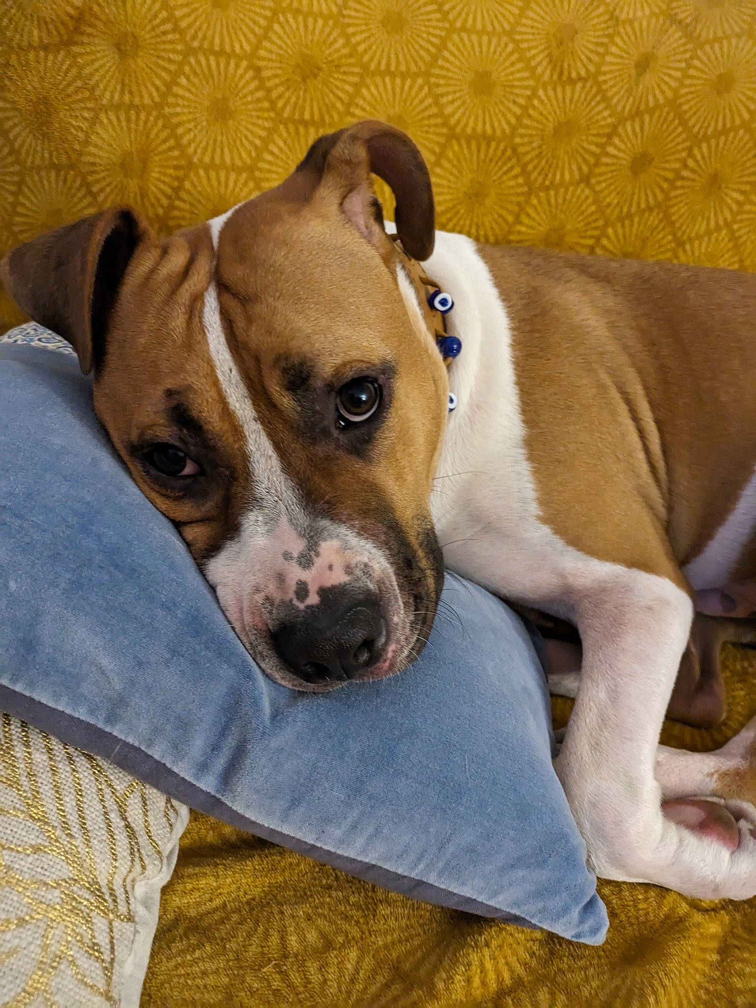 Donuts a rejoint le concours — aidez-le/la à gagner de superbes lots ! canidae, carnivore, collar, comfort, companion_dog, dog, dog_breed, dog_supply, fawn, non_sporting_group, pet_supply, snout, sporting_group, terrestrial_animal, whiskers, working_animal