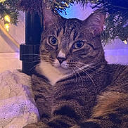 Taz is registered to the contest to win money with this photo: cat, tabby, animal, pet, fur, whiskers, tree, christmas_tree, lights, knitted_blanket, cozy, indoor, closeup, cute, relaxed, resting, soft_lighting, holiday, festive, domestic