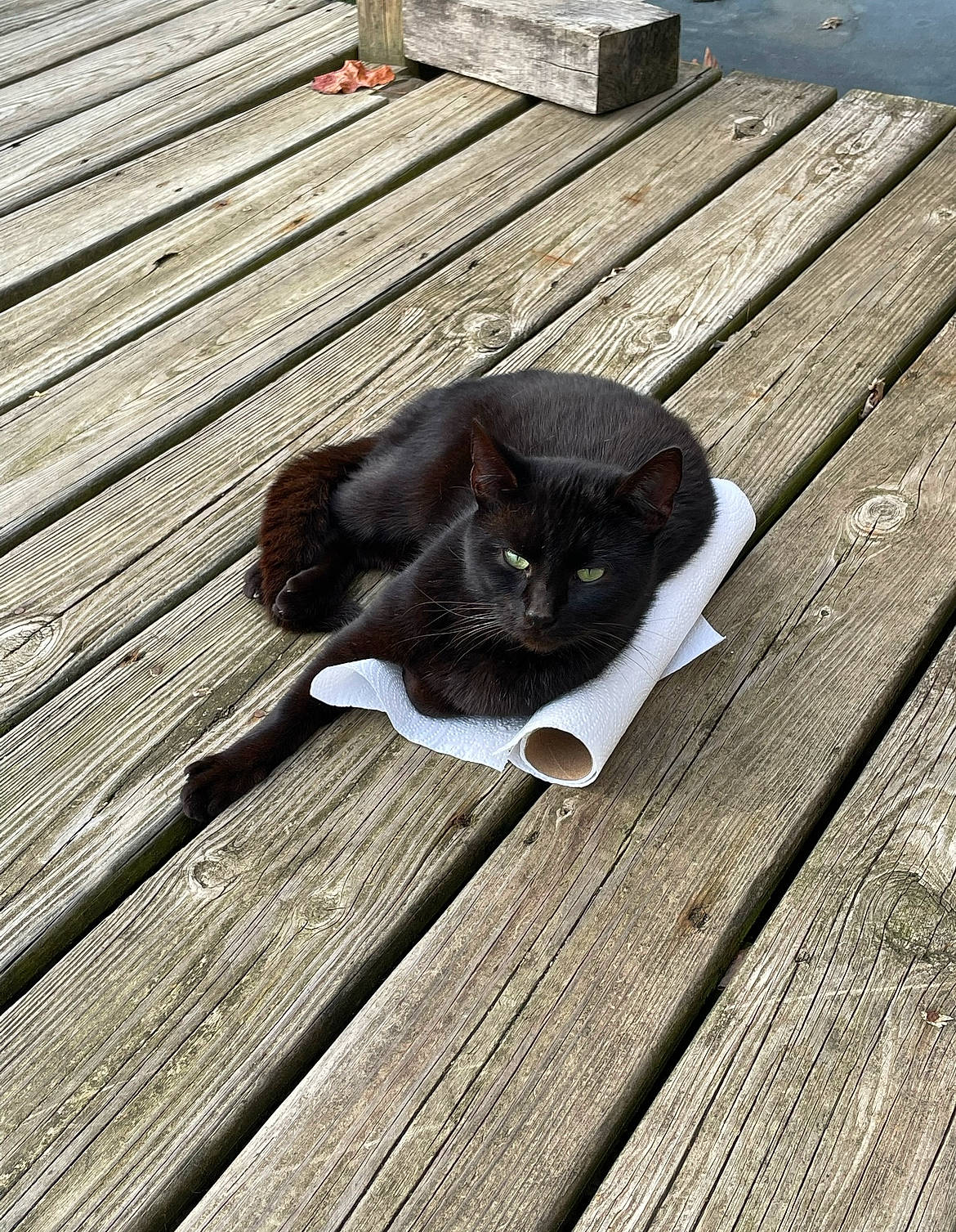 Charcoal is registered to the contest to win money with this photo: black_cat, carnivore, cat, claw, domestic_short_haired_cat, felidae, floor, flooring, fur, hardwood, plank, small_to_medium_sized_cats, snout, tail, whiskers, wood, wood_flooring, wood_stain