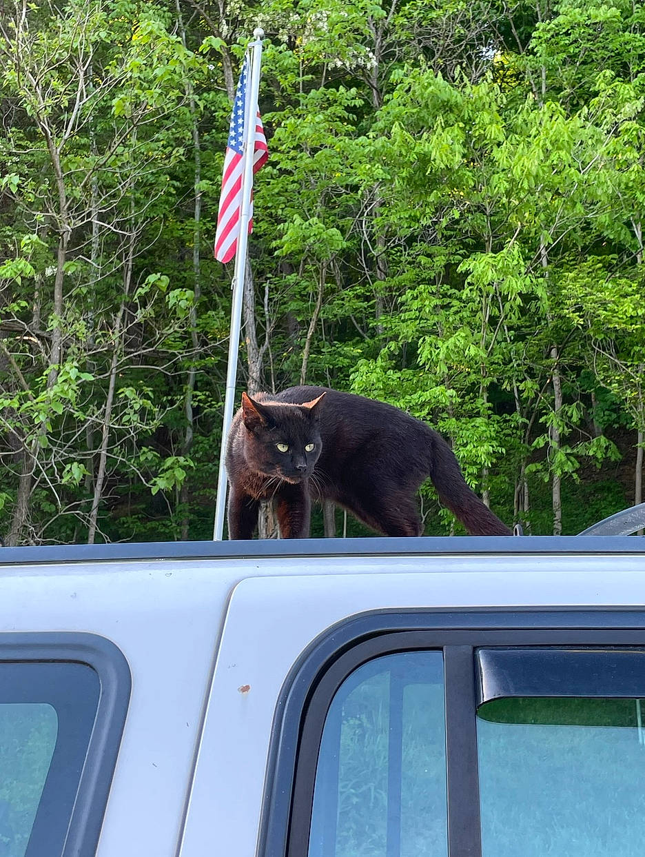 Charcoal is registered to the contest to win money with this photo: auto_part, automotive_exterior, automotive_window_part, car, carnivore, door, felidae, flag, forest, glass, jungle, motor_vehicle, plant, terrestrial_animal, tree, vehicle, vehicle_door, wildlife, window, windshield