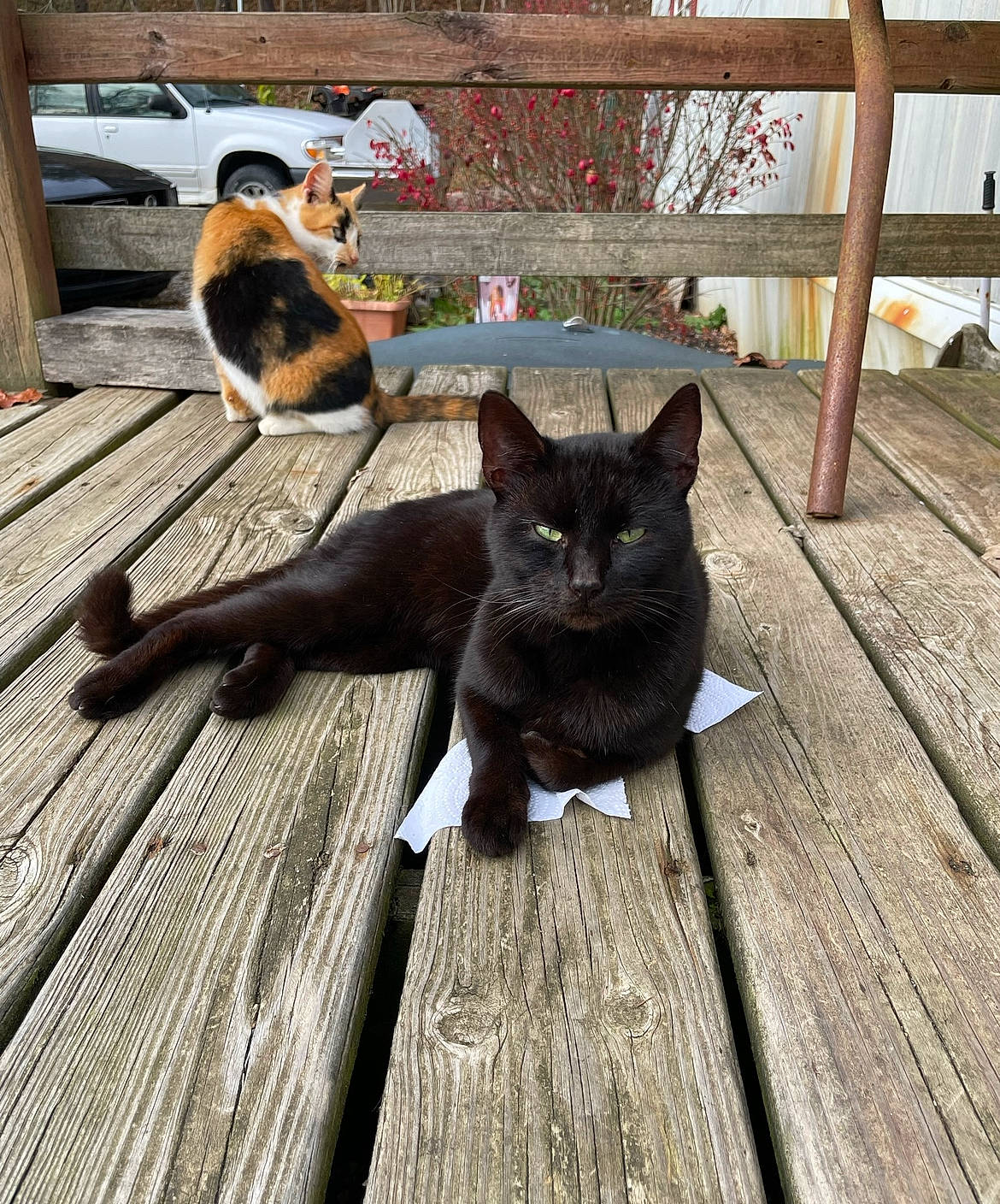 Charcoal is registered to the contest to win money with this photo: black_cat, carnivore, cat, domestic_short_haired_cat, felidae, floor, flooring, flowerpot, fur, grey, hardwood, houseplant, mammal, plank, plant, small_to_medium_sized_cats, tail, whiskers, wood, wood_stain