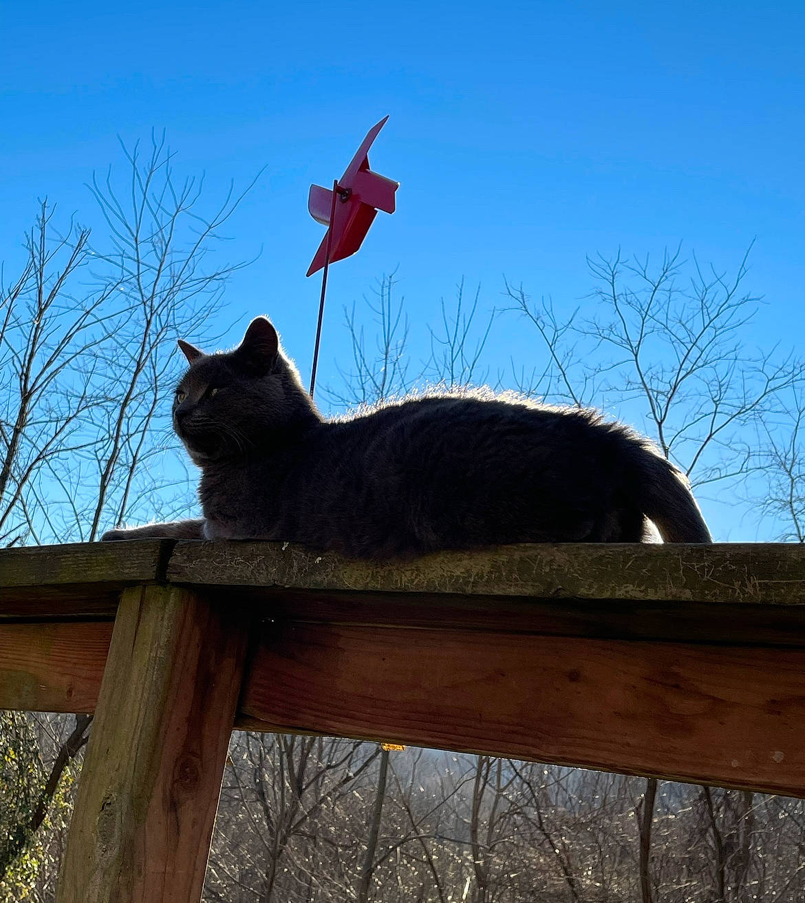 Gimpy joined the competition — help win amazing prizes! art, carmine, carnivore, cat, felidae, flag, line, roof, russian_blue, shade, shadow, sky, small_to_medium_sized_cats, tail, tints_and_shades, tree, trunk, twig, whiskers, wood