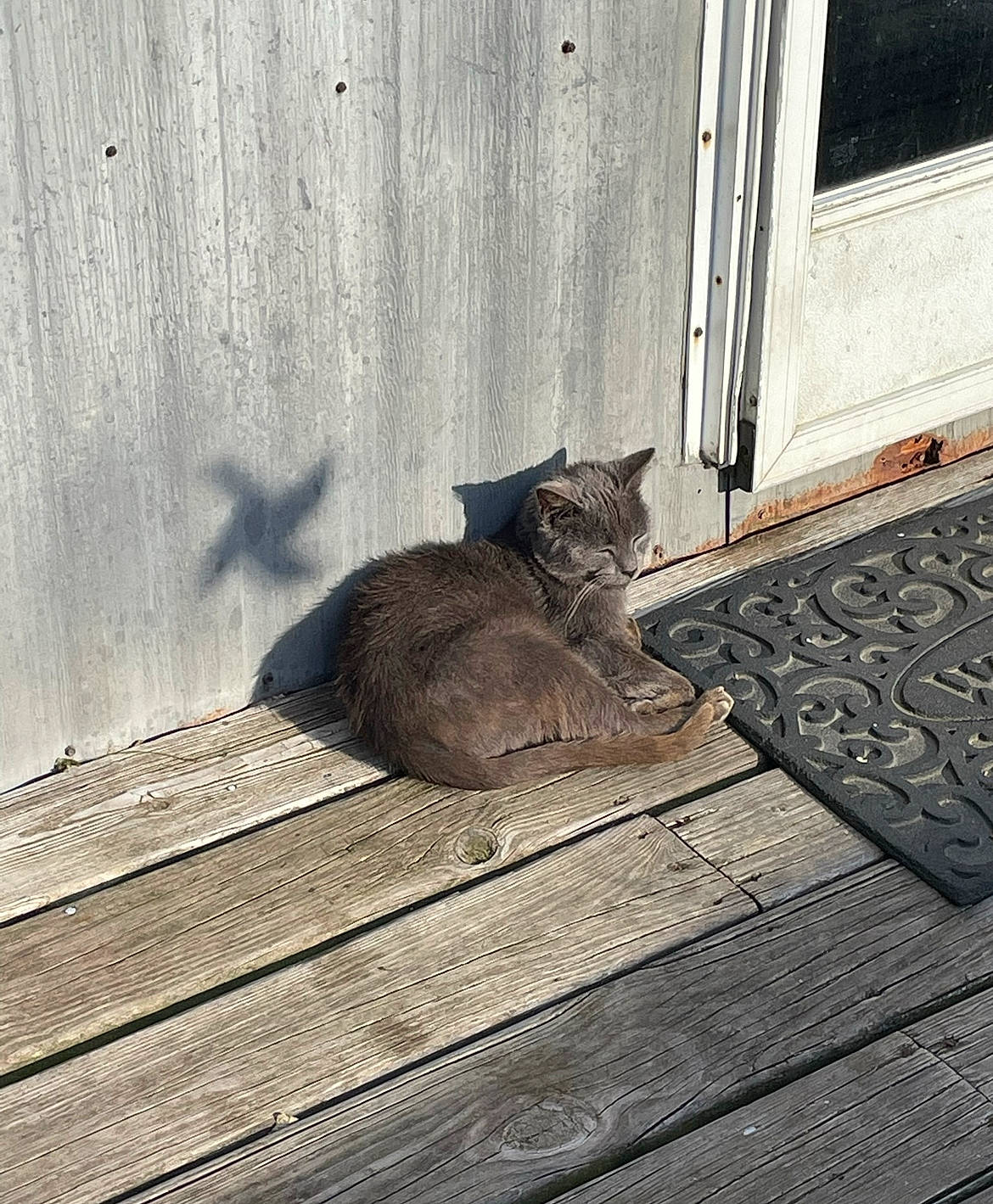 Gimpy is registered to the contest to win money with this photo: carnivore, cat, domestic_short_haired_cat, felidae, floor, flooring, grey, hardwood, road_surface, shadow, sidewalk, sitting, small_to_medium_sized_cats, snout, tail, tints_and_shades, vertebrate, whiskers, window, wood